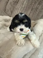 Gunner, a male Cavapoo and Cavalier King Charles Spaniel for sale in Macomb, MI – 4 of 7