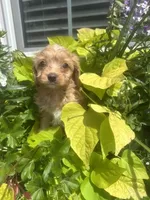 Rachel, a female Cavapoo and Cavalier King Charles Spaniel for sale in Macomb, MI – 2 of 3