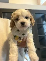 Sophia, a female Cavapoo and Cavalier King Charles Spaniel for sale in Macomb, MI – 2 of 7