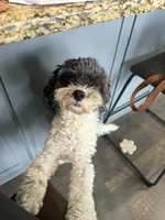 Sophia, a female Cavapoo and Cavalier King Charles Spaniel for sale in Macomb, MI – 7 of 7