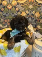 Bear, a male Cavapoo and Cavalier King Charles Spaniel for sale in Macomb, MI – 2 of 6