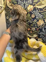 Mikey, a male Cavapoo and Cavalier King Charles Spaniel for sale in Macomb, MI – 5 of 8