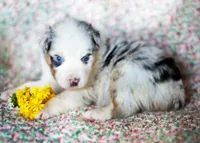 Louis, a male Australian Shepherd for sale in Paola, KS – Photo 2 of 10