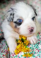 Louis, a male Australian Shepherd for sale in Paola, KS – Photo 7 of 10