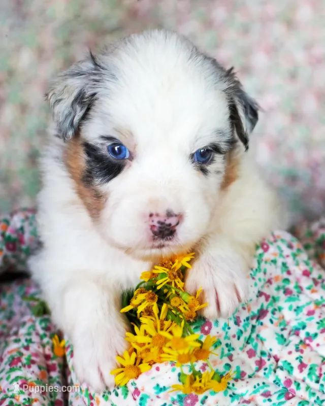 Louis – Australian Shepherd puppy for sale in Paola, KS