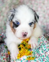 Louis, a male Australian Shepherd for sale in Paola, KS – Photo 1 of 10
