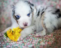 Louis, a male Australian Shepherd for sale in Paola, KS – Photo 5 of 10