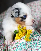 Louis, a male Australian Shepherd for sale in Paola, KS – Photo 8 of 10