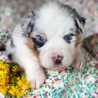 Louis, a male Australian Shepherd for sale in Paola, KS – Photo 3 of 10