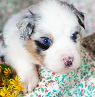 Louis, a male Australian Shepherd for sale in Paola, KS – Photo 6 of 10