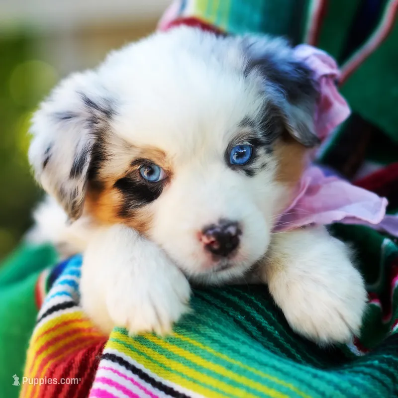 Marie Antoinette – Australian Shepherd puppy for sale in Paola, KS