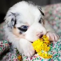 Louis, a male Australian Shepherd for sale in Paola, KS – Photo 9 of 10