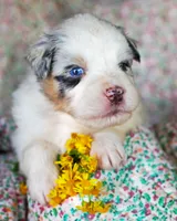 Louis, a male Australian Shepherd for sale in Paola, KS – Photo 10 of 10
