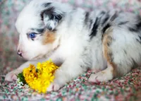 Louis, a male Australian Shepherd for sale in Paola, KS – Photo 4 of 10