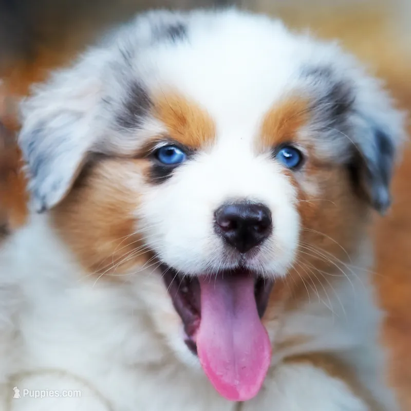 Louis – Australian Shepherd puppy for sale in Paola, KS
