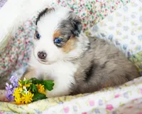 Victoria, a female Australian Shepherd for sale in Paola, KS – Photo 7 of 10