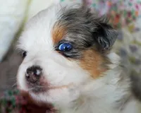 Victoria, a female Australian Shepherd for sale in Paola, KS – Photo 6 of 10