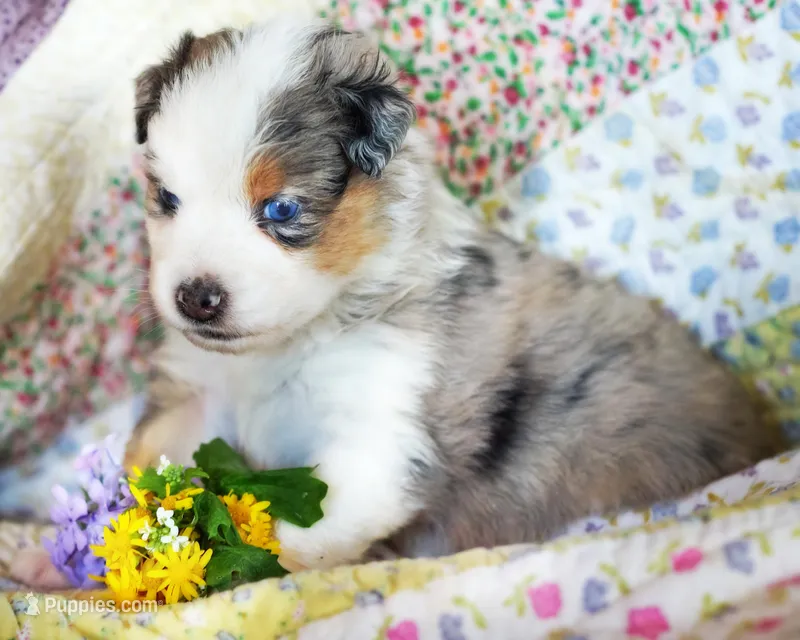 Victoria – Australian Shepherd puppy for sale in Paola, KS