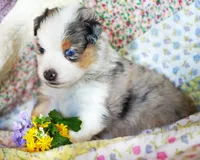 Victoria, a female Australian Shepherd for sale in Paola, KS – Photo 1 of 10