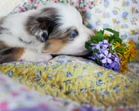 Victoria, a female Australian Shepherd for sale in Paola, KS – Photo 4 of 10