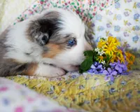 Victoria, a female Australian Shepherd for sale in Paola, KS – Photo 8 of 10