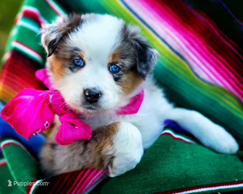 Victoria – Australian Shepherd puppy for sale in Paola, KS