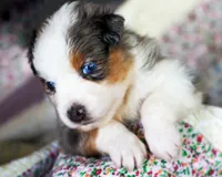 Victoria, a female Australian Shepherd for sale in Paola, KS – Photo 5 of 10