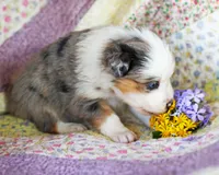 Victoria, a female Australian Shepherd for sale in Paola, KS – Photo 2 of 10