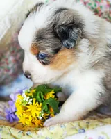 Victoria, a female Australian Shepherd for sale in Paola, KS – Photo 10 of 10