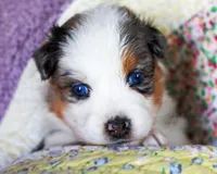 Victoria, a female Australian Shepherd for sale in Paola, KS – Photo 3 of 10