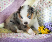 Victoria, a female Australian Shepherd for sale in Paola, KS – Photo 9 of 10
