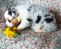 Henry, a male Australian Shepherd for sale in Paola, KS – Photo 4 of 10