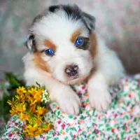 Henry, a male Australian Shepherd for sale in Paola, KS – Photo 1 of 10