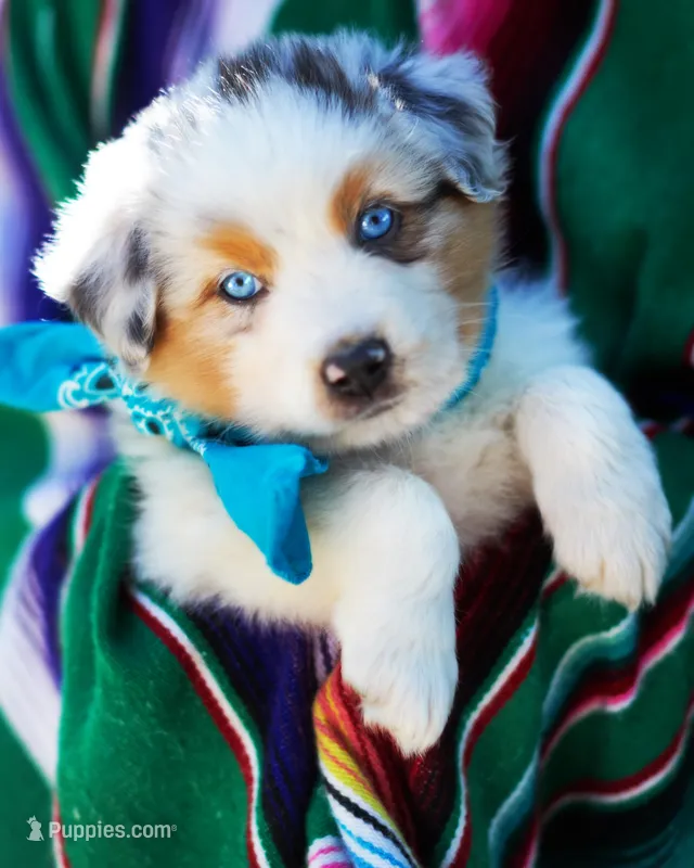 Henry – Australian Shepherd puppy for sale in Paola, KS