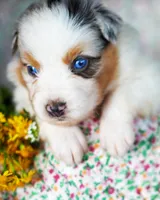 Henry, a male Australian Shepherd for sale in Paola, KS – Photo 5 of 10