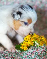 Henry, a male Australian Shepherd for sale in Paola, KS – Photo 6 of 10