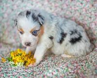 Henry, a male Australian Shepherd for sale in Paola, KS – Photo 9 of 10