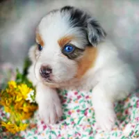 Henry, a male Australian Shepherd for sale in Paola, KS – Photo 3 of 10