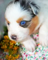 Henry, a male Australian Shepherd for sale in Paola, KS – Photo 10 of 10