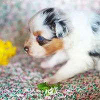 Henry, a male Australian Shepherd for sale in Paola, KS – Photo 8 of 10