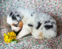 Henry, a male Australian Shepherd for sale in Paola, KS – Photo 7 of 10