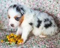 Henry, a male Australian Shepherd for sale in Paola, KS – Photo 2 of 10