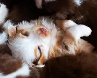 processed/acb65f3d-91a1-4654-bcb1-eb33791c3df2/listing/95955ada-699a-4592-9df5-a7129d29cda0/e50cec57-750f-4b18-b3e4-20bf09306902