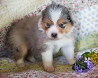 Cleopatra, a female Australian Shepherd for sale in Paola, KS – Photo 4 of 7