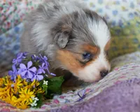 Cleopatra, a female Australian Shepherd for sale in Paola, KS – Photo 5 of 7