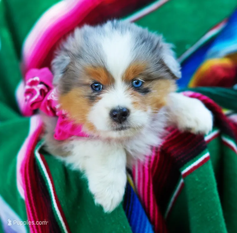 Cleopatra – Australian Shepherd puppy for sale in Paola, KS