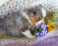 Cleopatra, a female Australian Shepherd for sale in Paola, KS – Photo 2 of 7