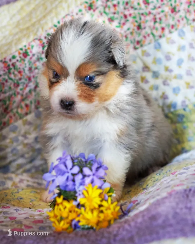 Cleopatra – Australian Shepherd puppy for sale in Paola, KS