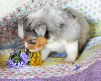 Cleopatra, a female Australian Shepherd for sale in Paola, KS – Photo 3 of 7