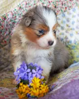 Cleopatra, a female Australian Shepherd for sale in Paola, KS – Photo 7 of 7